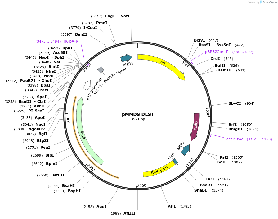 206264-plasmid-map-sequence-id-406384