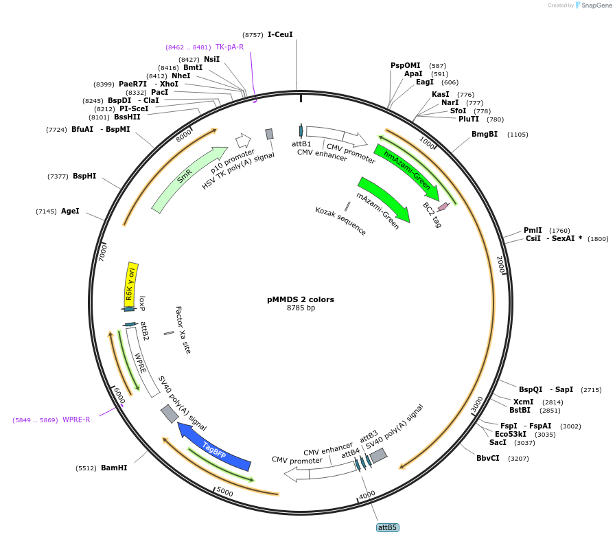 206265-plasmid-map-sequence-id-406385