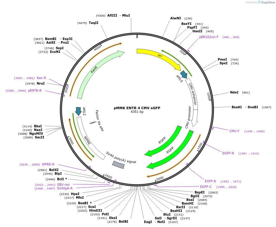 206272-plasmid-map-sequence-id-406388