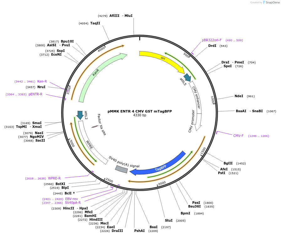 206259-plasmid-map-sequence-id-406393