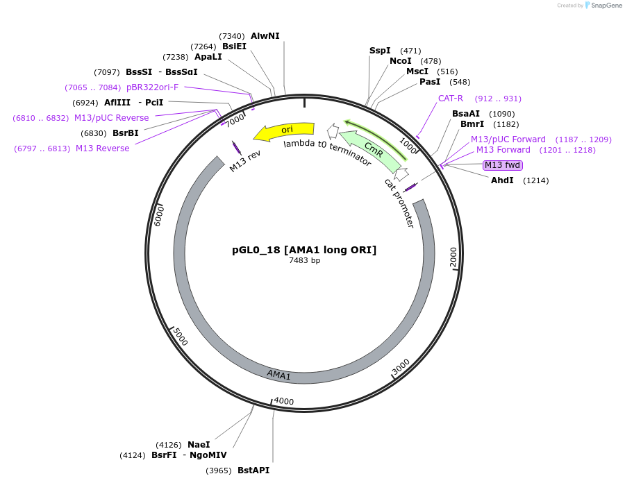 198931-plasmid-map-sequence-id-406394