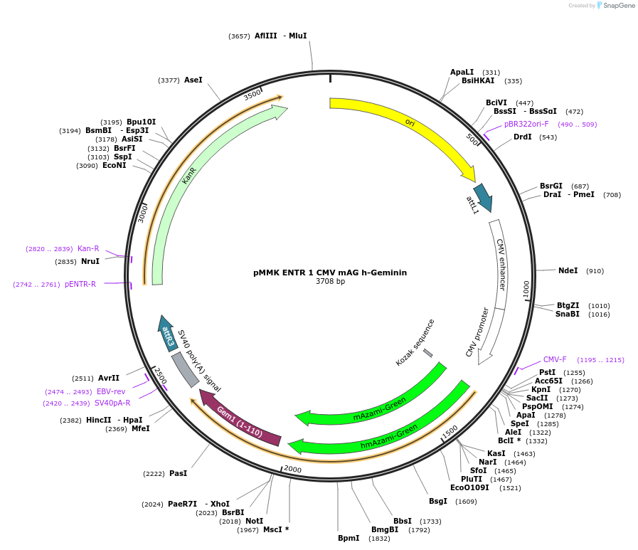 206281-plasmid-map-sequence-id-406396