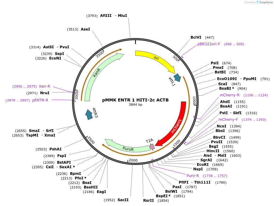 206269-plasmid-map-sequence-id-406397