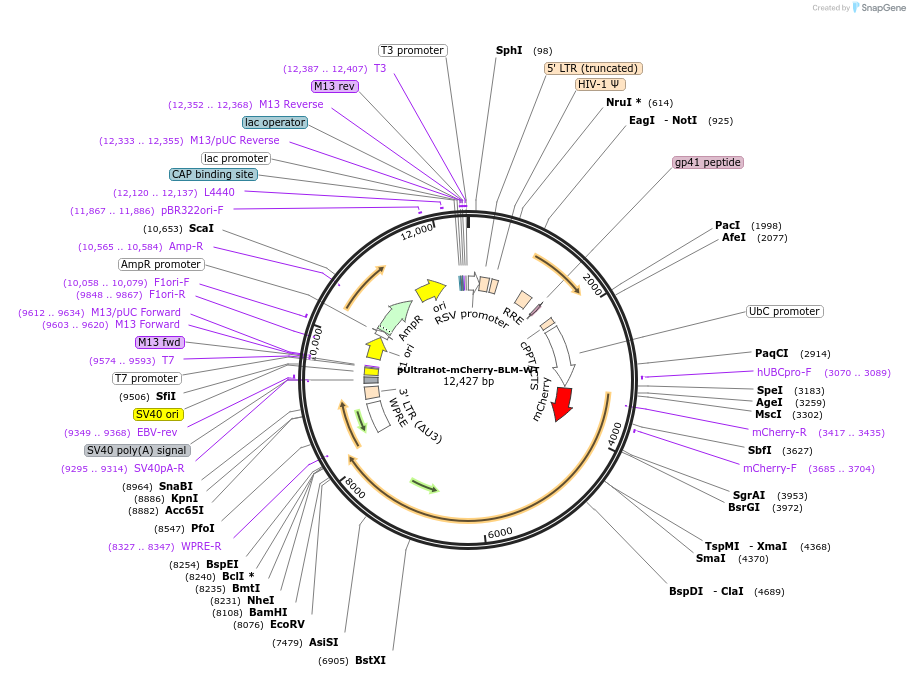 206966-plasmid-map-sequence-id-406398