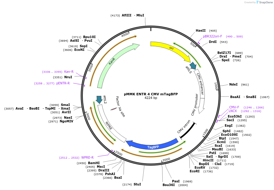 206279-plasmid-map-sequence-id-406400