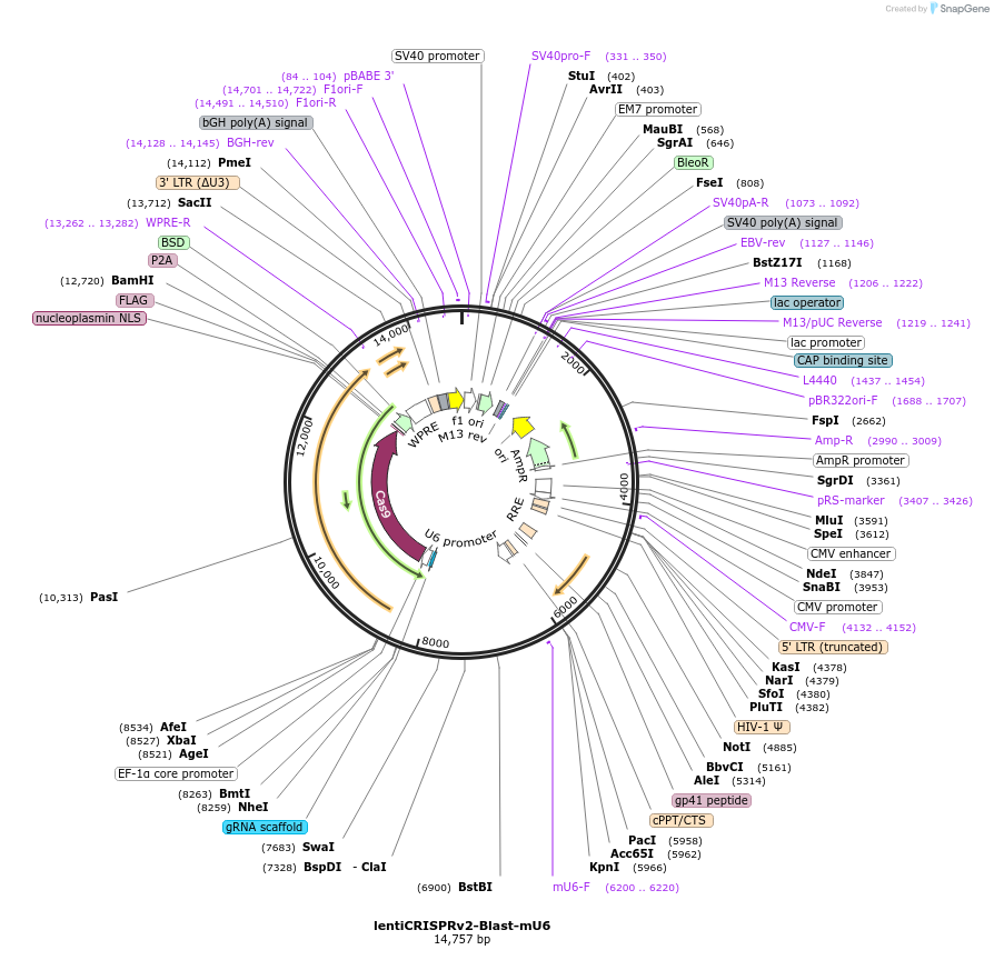 206806-plasmid-map-sequence-id-406405