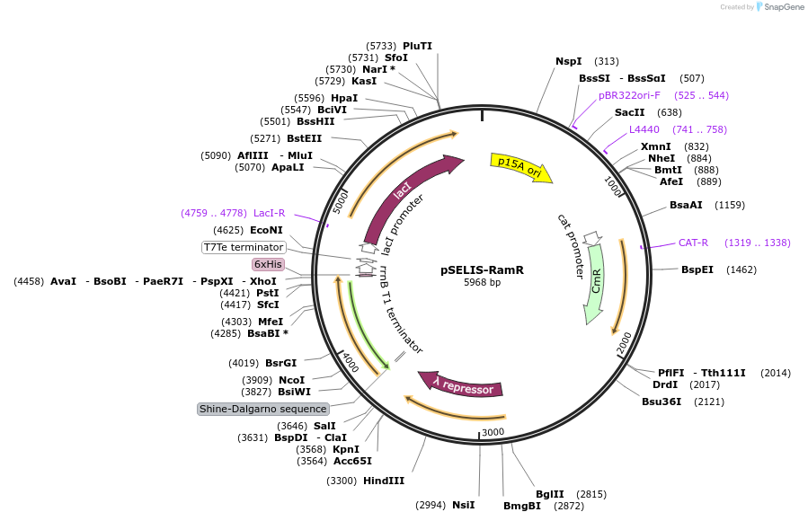 202631-plasmid-map-sequence-id-406411