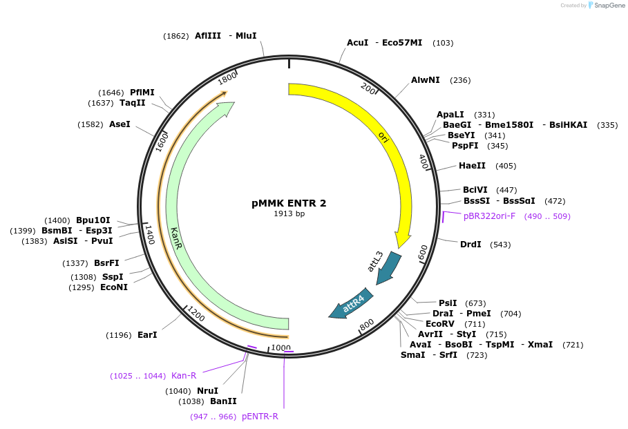 206261-plasmid-map-sequence-id-406417