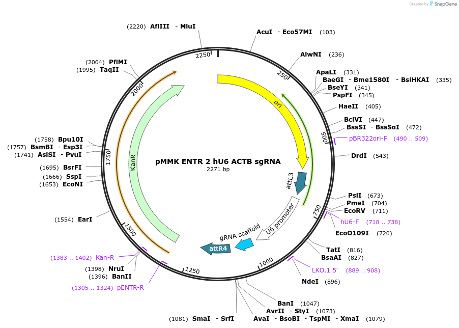 206270-plasmid-map-sequence-id-406418