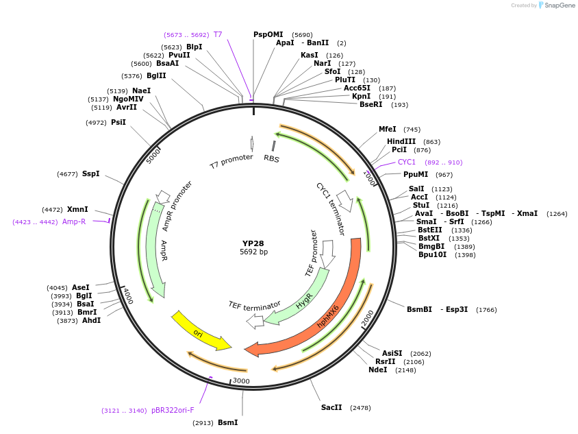 199969-plasmid-map-sequence-id-406421
