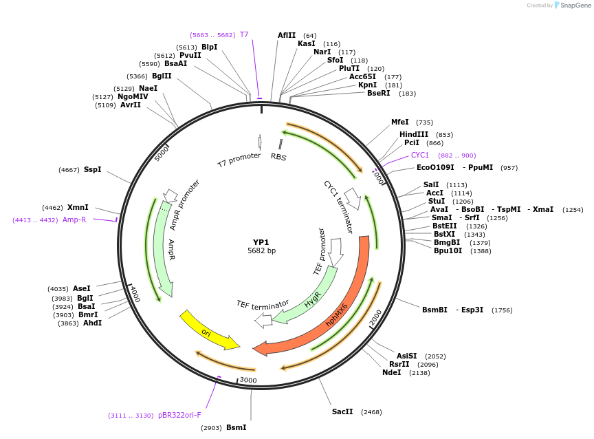 199942-plasmid-map-sequence-id-406422