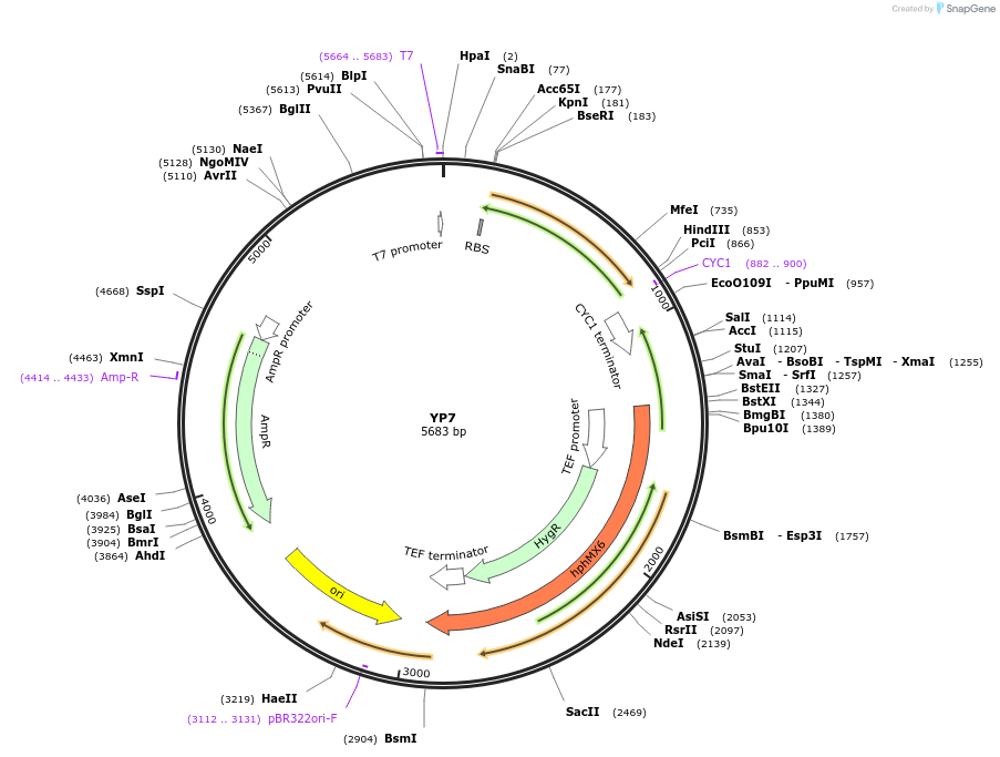 199948-plasmid-map-sequence-id-406424