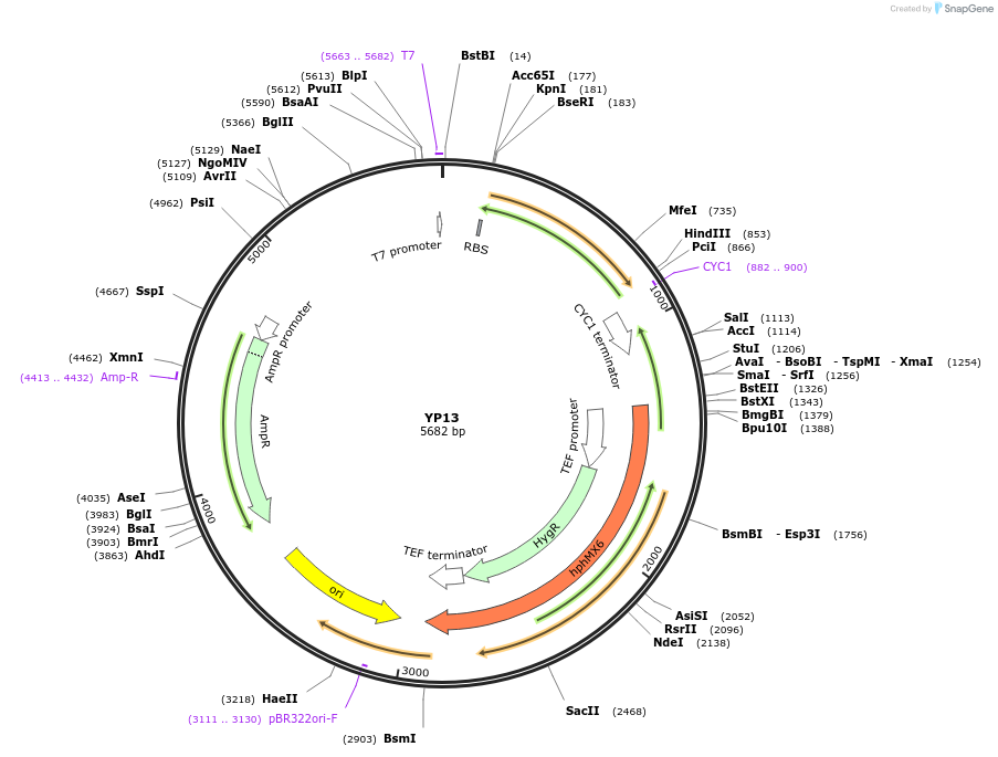 199954-plasmid-map-sequence-id-406425