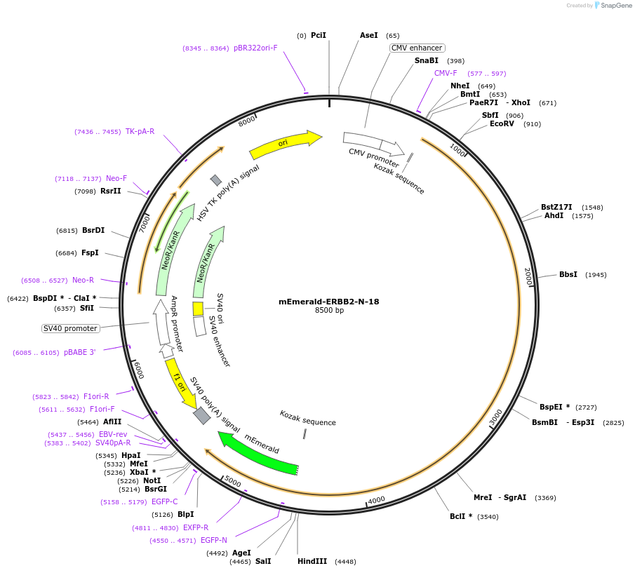 62755-plasmid-map-sequence-id-406429