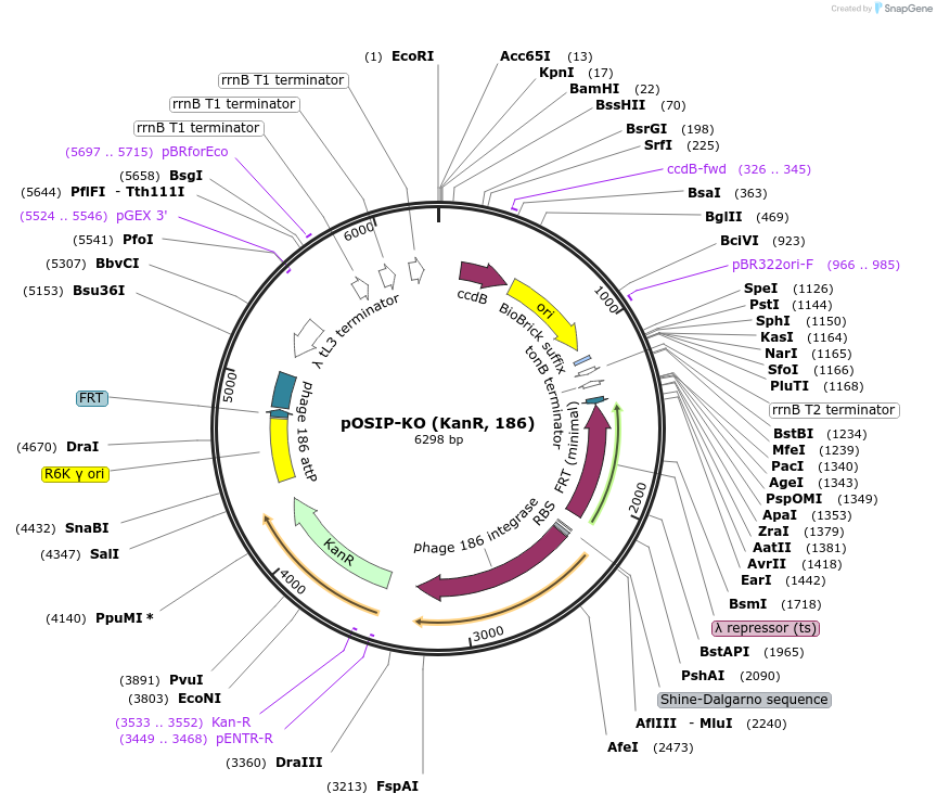 45985-plasmid-map-sequence-id-406430