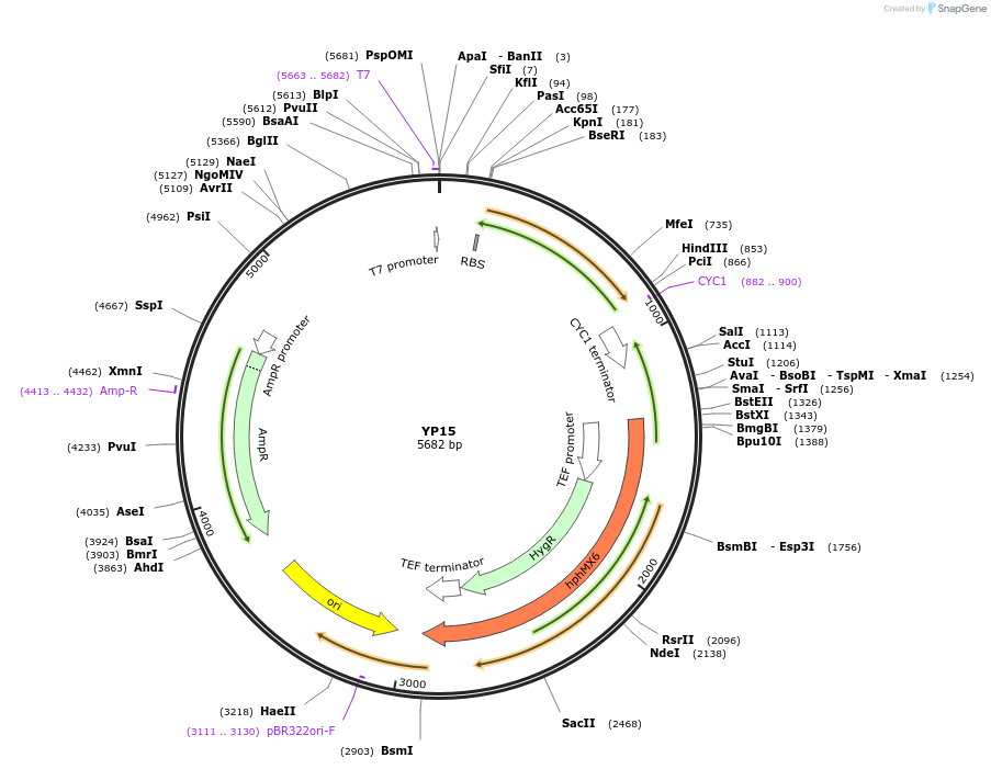 199956-plasmid-map-sequence-id-406438