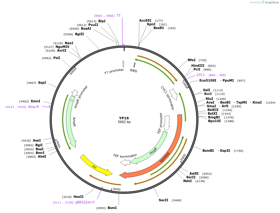 199957-plasmid-map-sequence-id-406439