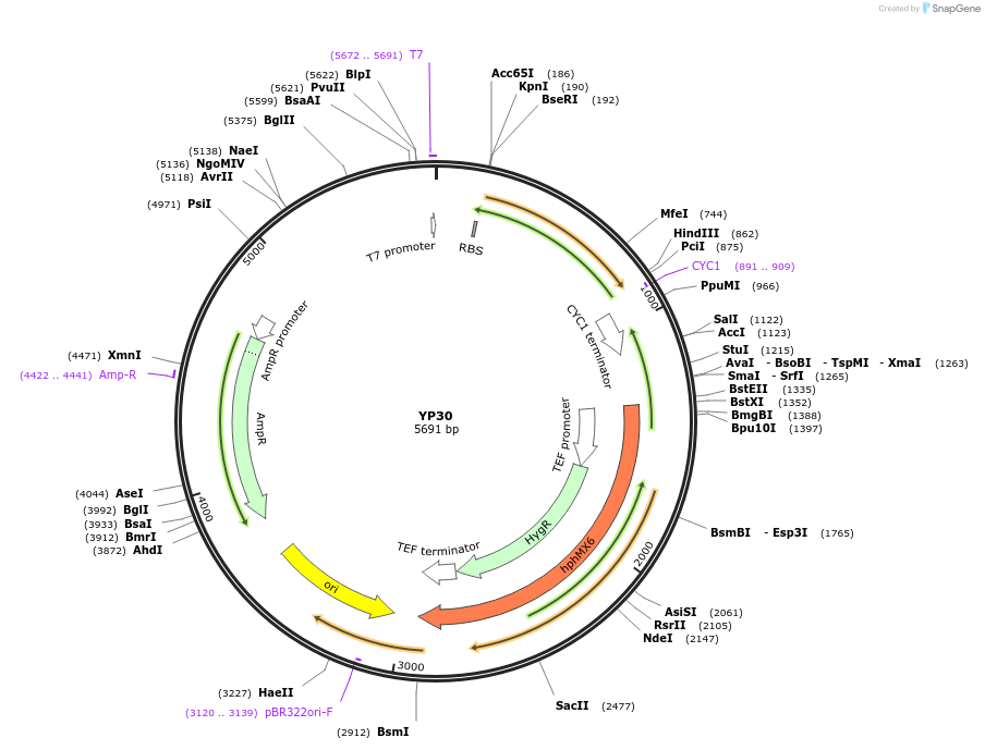 199971-plasmid-map-sequence-id-406440