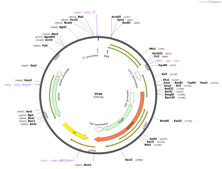 199989-plasmid-map-sequence-id-406442