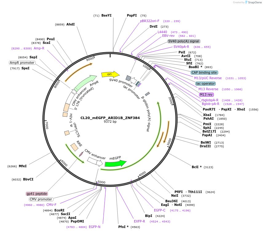 205772-plasmid-map-sequence-id-406575