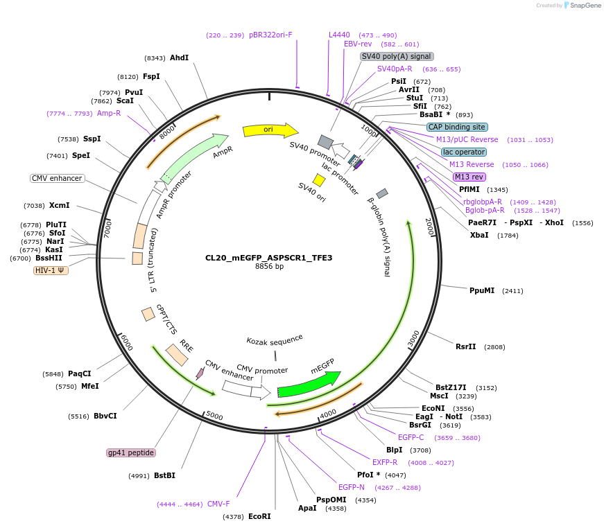 205776-plasmid-map-sequence-id-406580