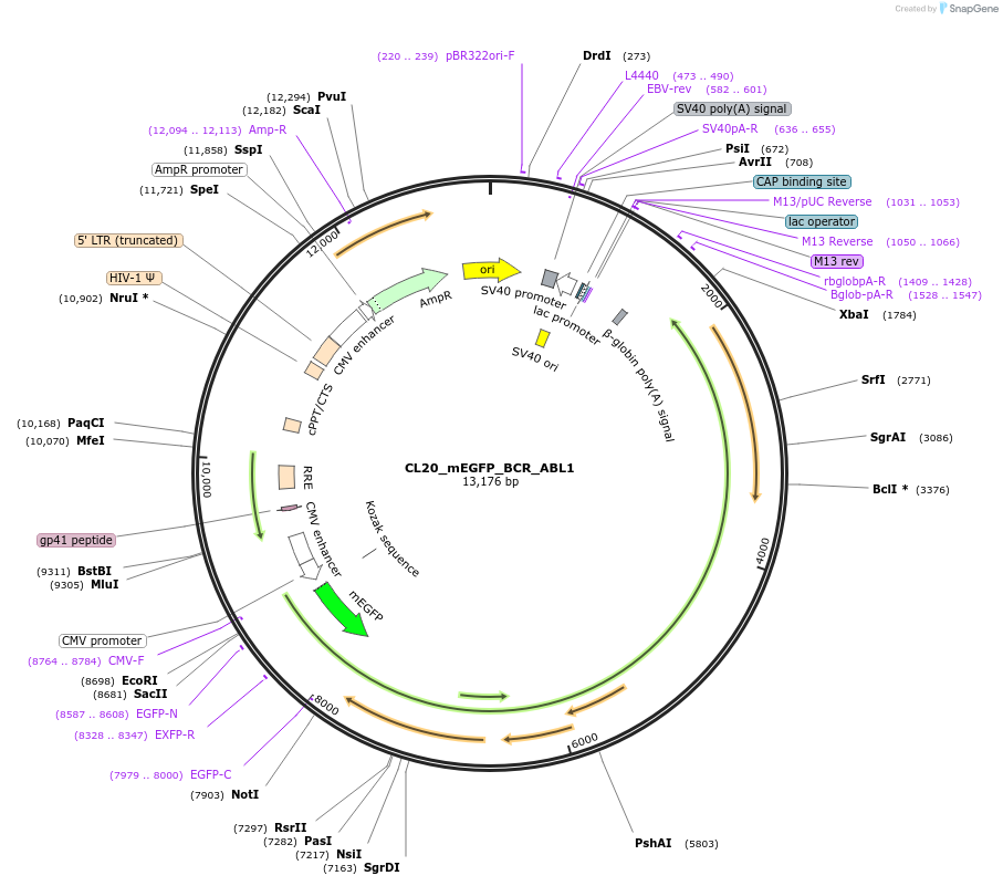 205780-plasmid-map-sequence-id-406585