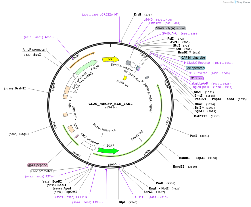 205781-plasmid-map-sequence-id-406588