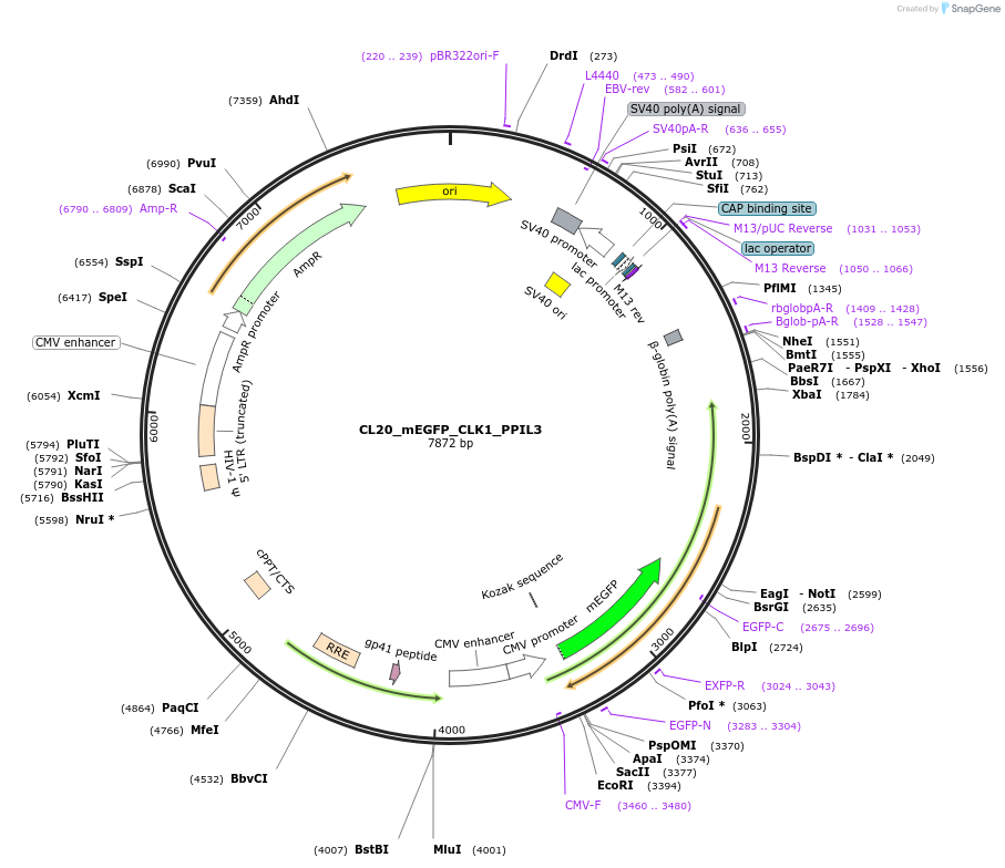 205792-plasmid-map-sequence-id-406610