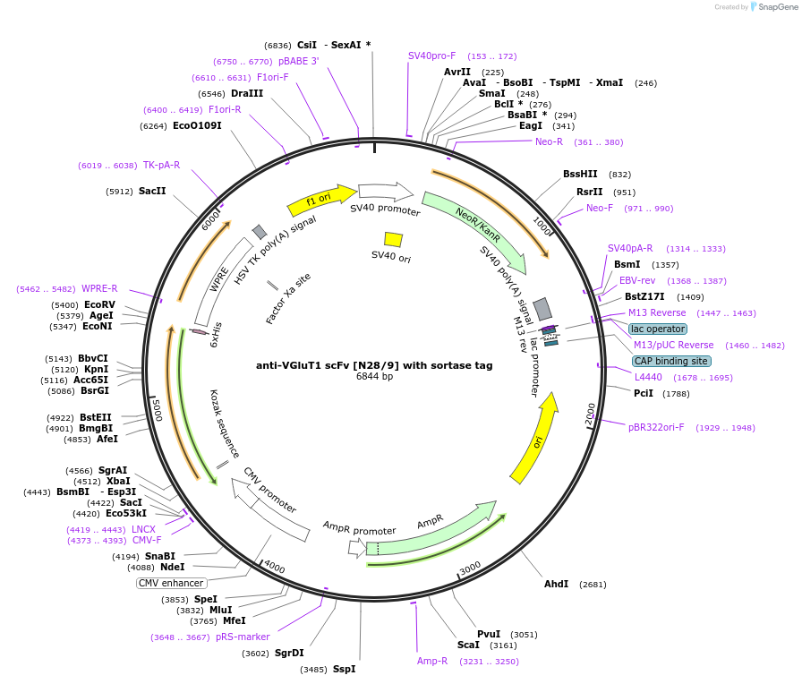 204424-plasmid-map-sequence-id-406613