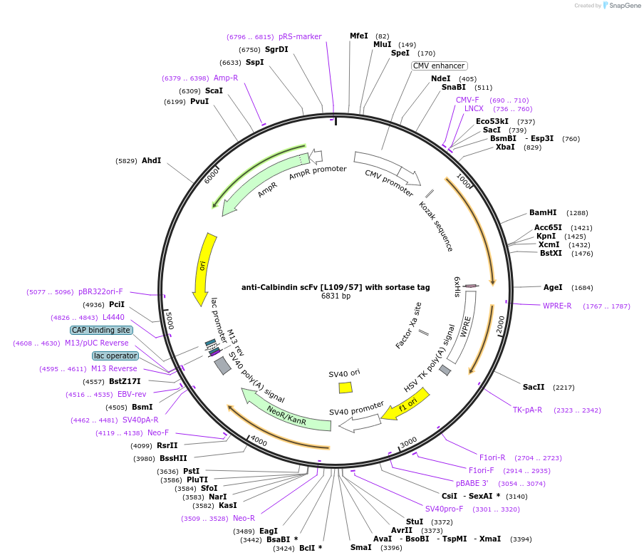 204421-plasmid-map-sequence-id-406615