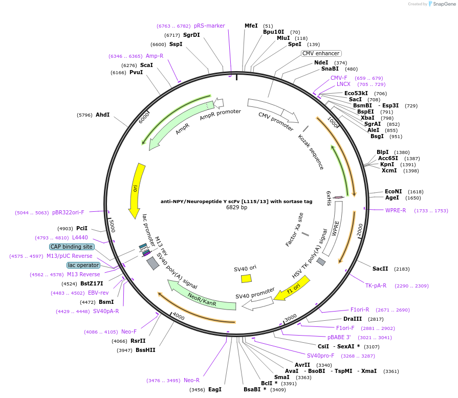 204426-plasmid-map-sequence-id-406621