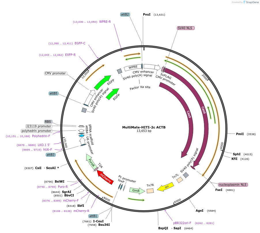 206267-plasmid-map-sequence-id-406623