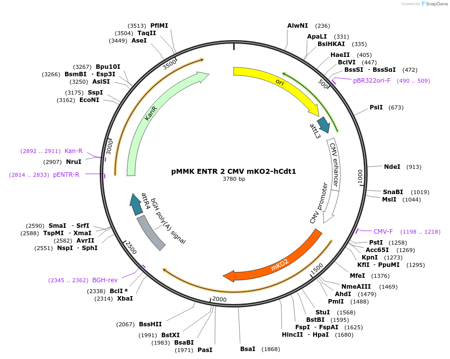 206282-plasmid-map-sequence-id-406634