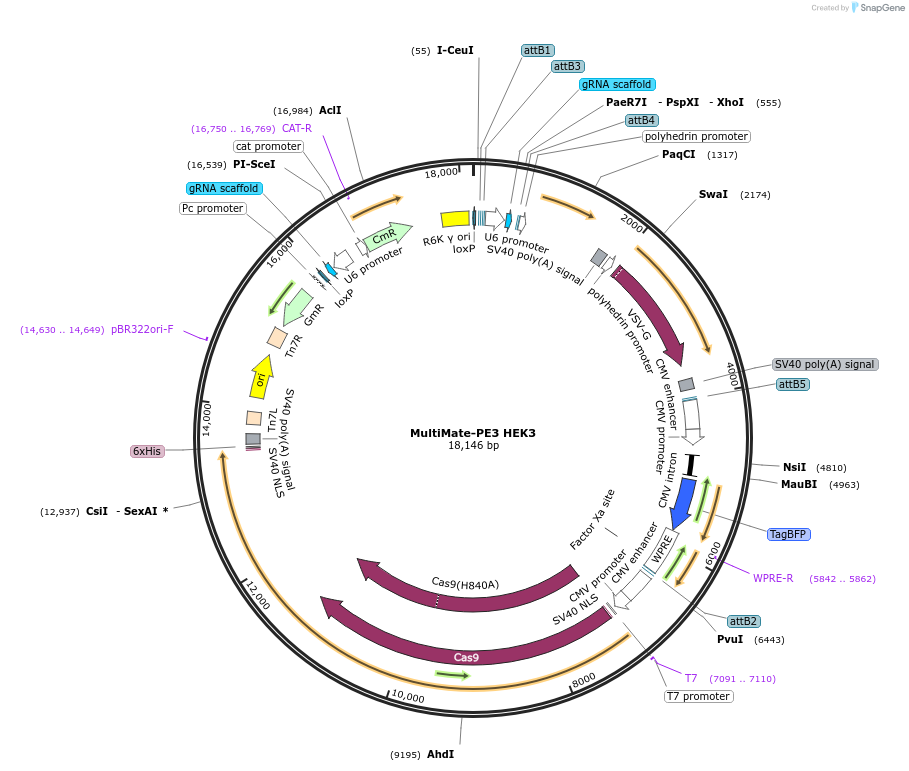 206273-plasmid-map-sequence-id-406645