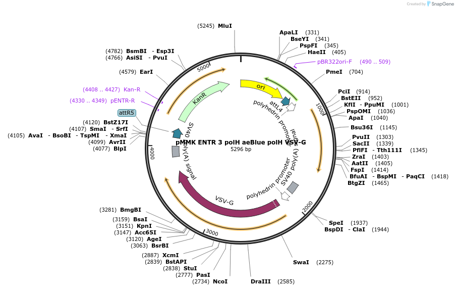 206278-plasmid-map-sequence-id-406647