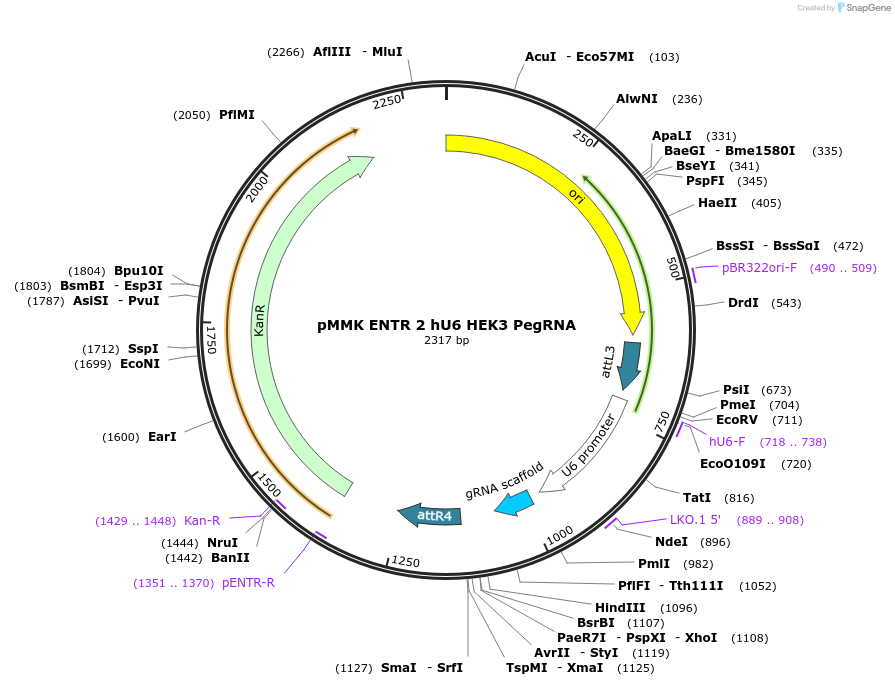 206277-plasmid-map-sequence-id-406648