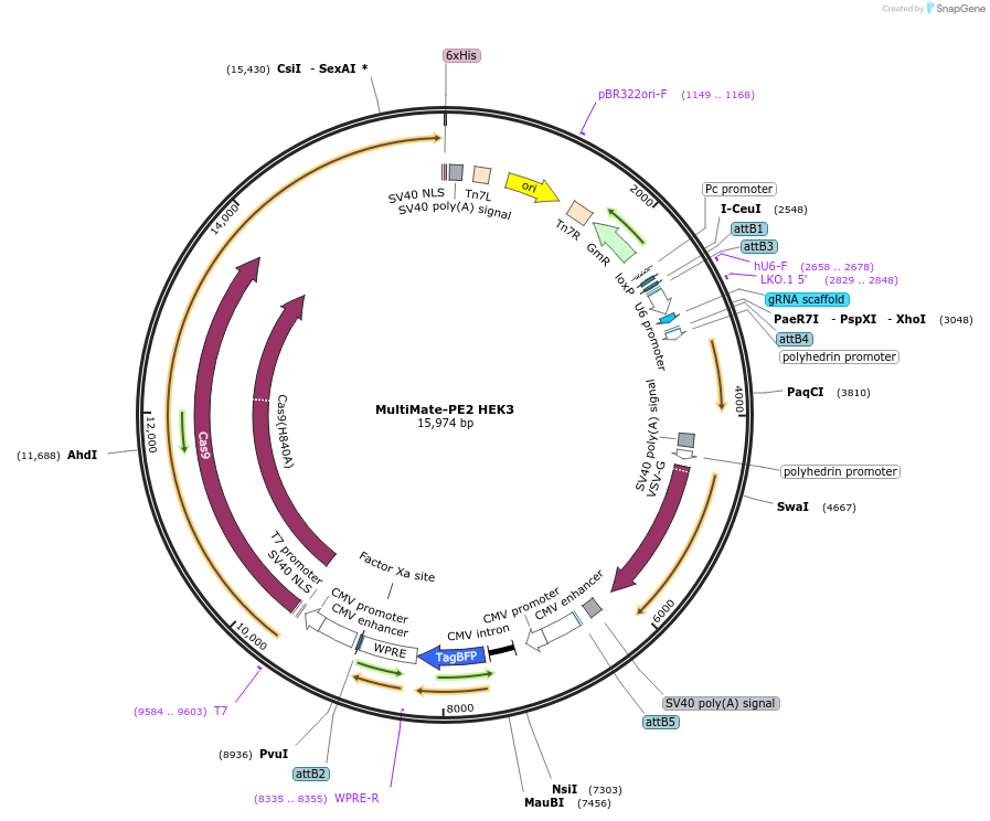 206274-plasmid-map-sequence-id-406650