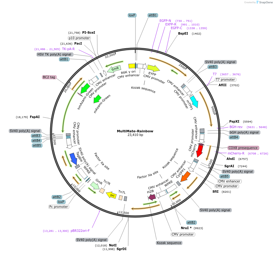 206252-plasmid-map-sequence-id-406651