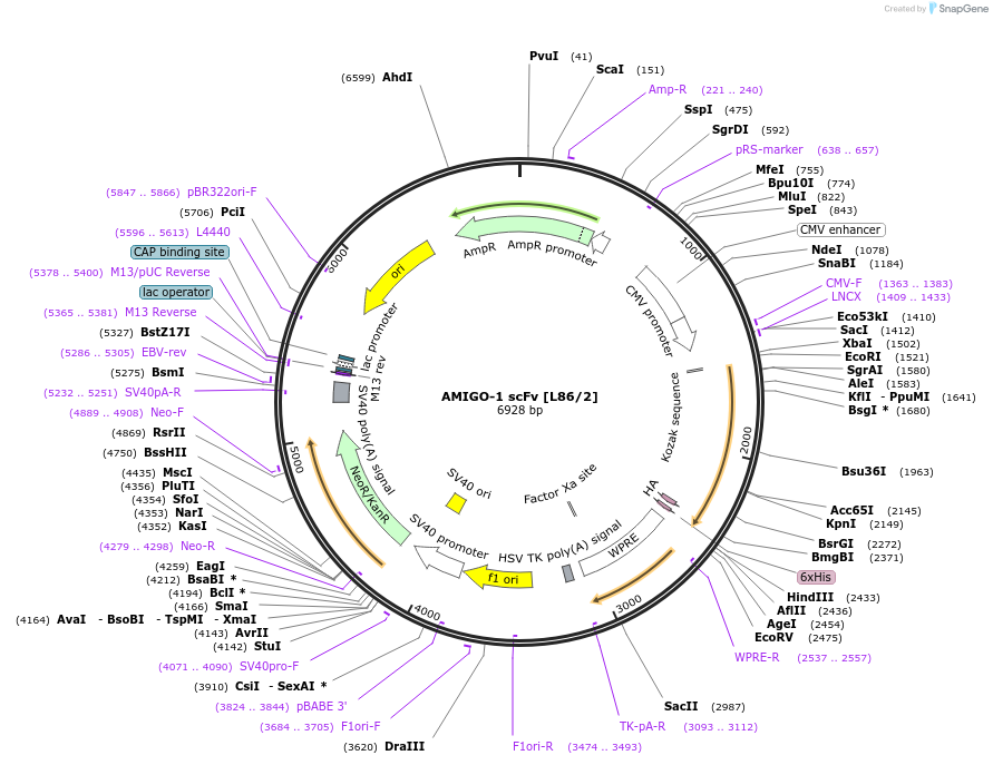 206768-plasmid-map-sequence-id-406659