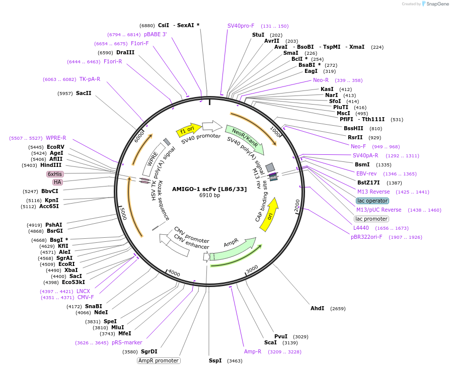 206746-plasmid-map-sequence-id-406666