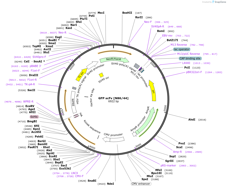 206743-plasmid-map-sequence-id-406667