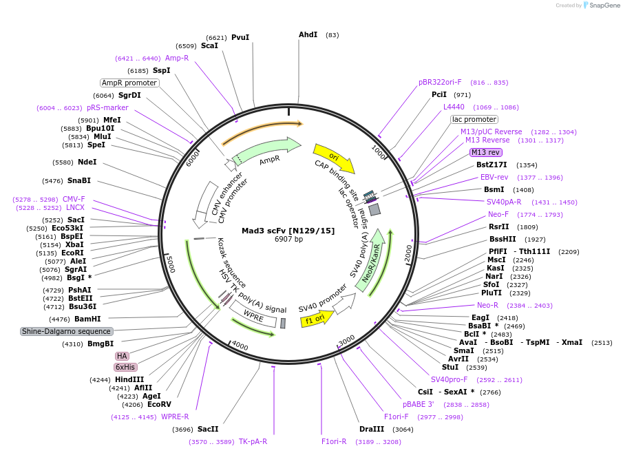 206736-plasmid-map-sequence-id-406673
