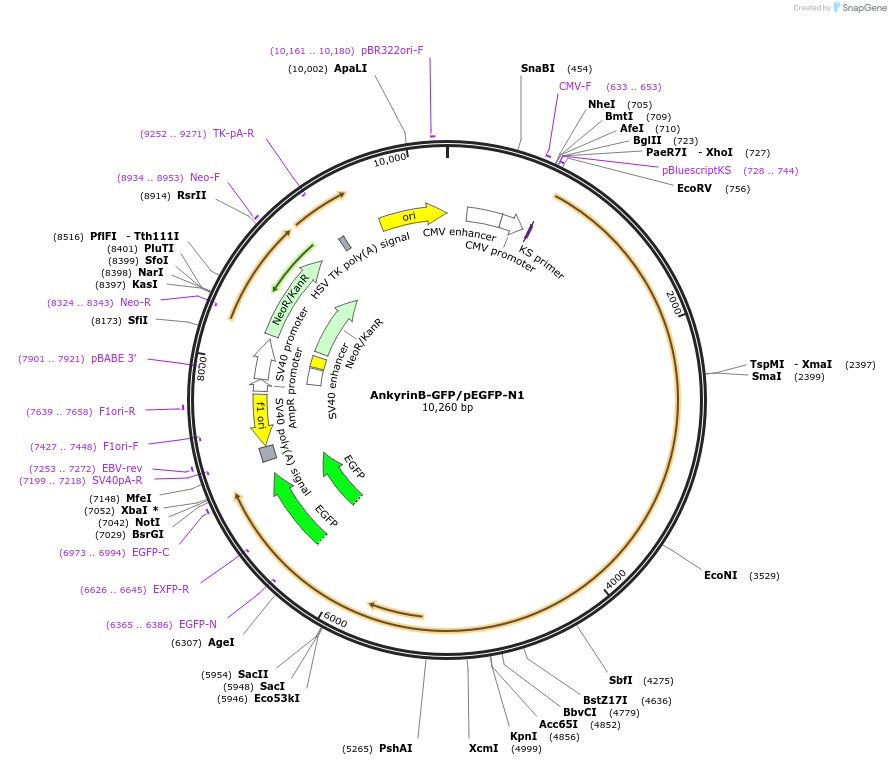 197327-plasmid-map-sequence-id-406733