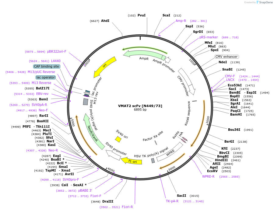 206752-plasmid-map-sequence-id-406737