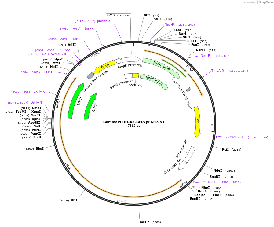 197343-plasmid-map-sequence-id-406739
