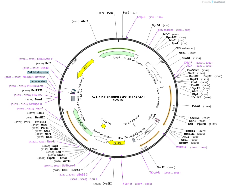 206753-plasmid-map-sequence-id-406742