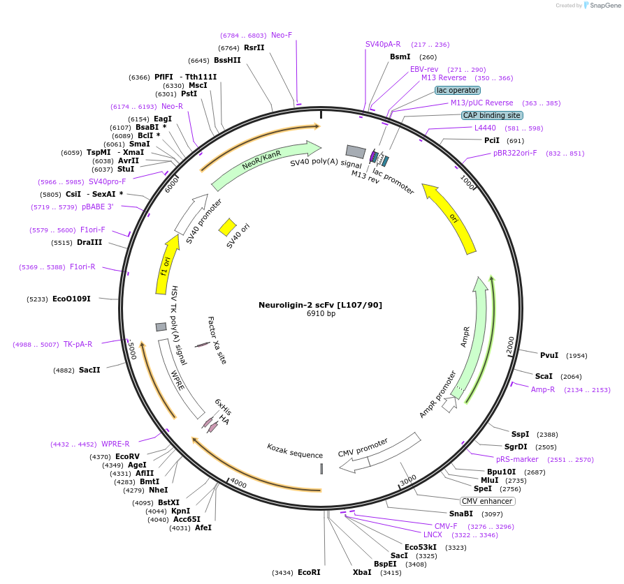206763-plasmid-map-sequence-id-406747