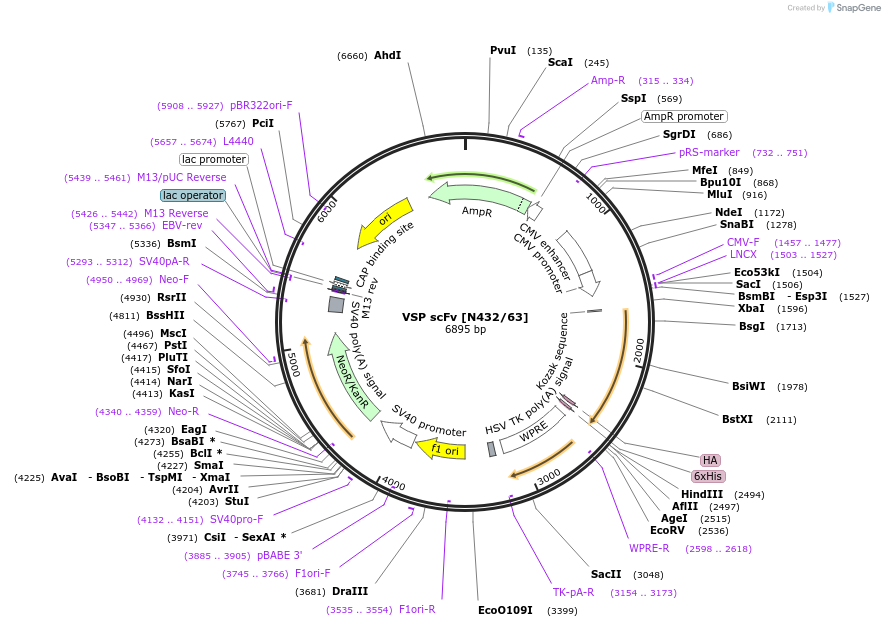 206757-plasmid-map-sequence-id-406748