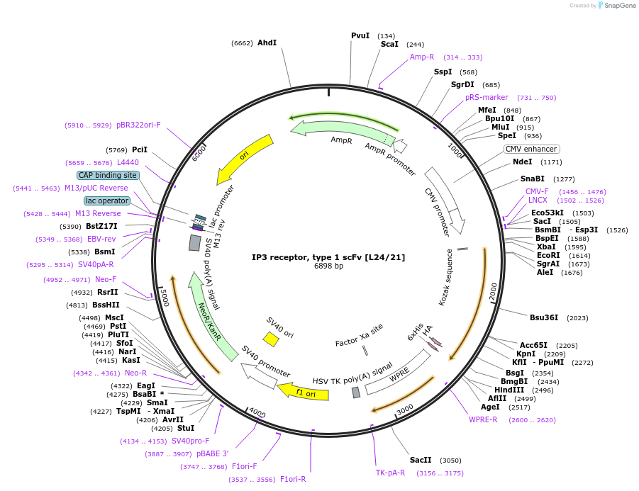 206790-plasmid-map-sequence-id-406749