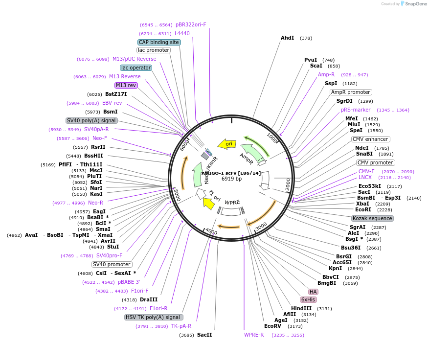 206767-plasmid-map-sequence-id-406753